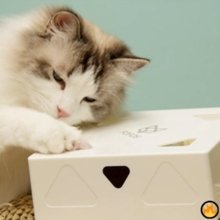 FunBox - Ultimativer Spaß für Deine Katze (42% Rabatt) - Lidio